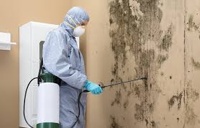 Best Black Mold Removal in USA